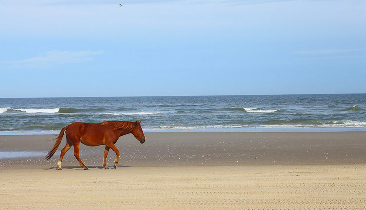 Un cavallo a passeggio sulla sabbia delle Outer Banks