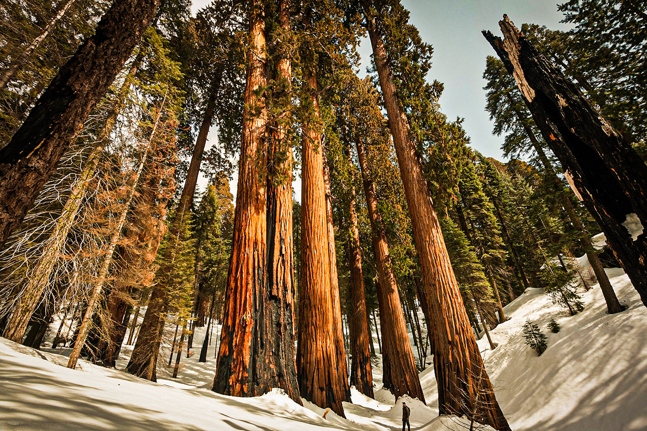 Sequoia National Park in California