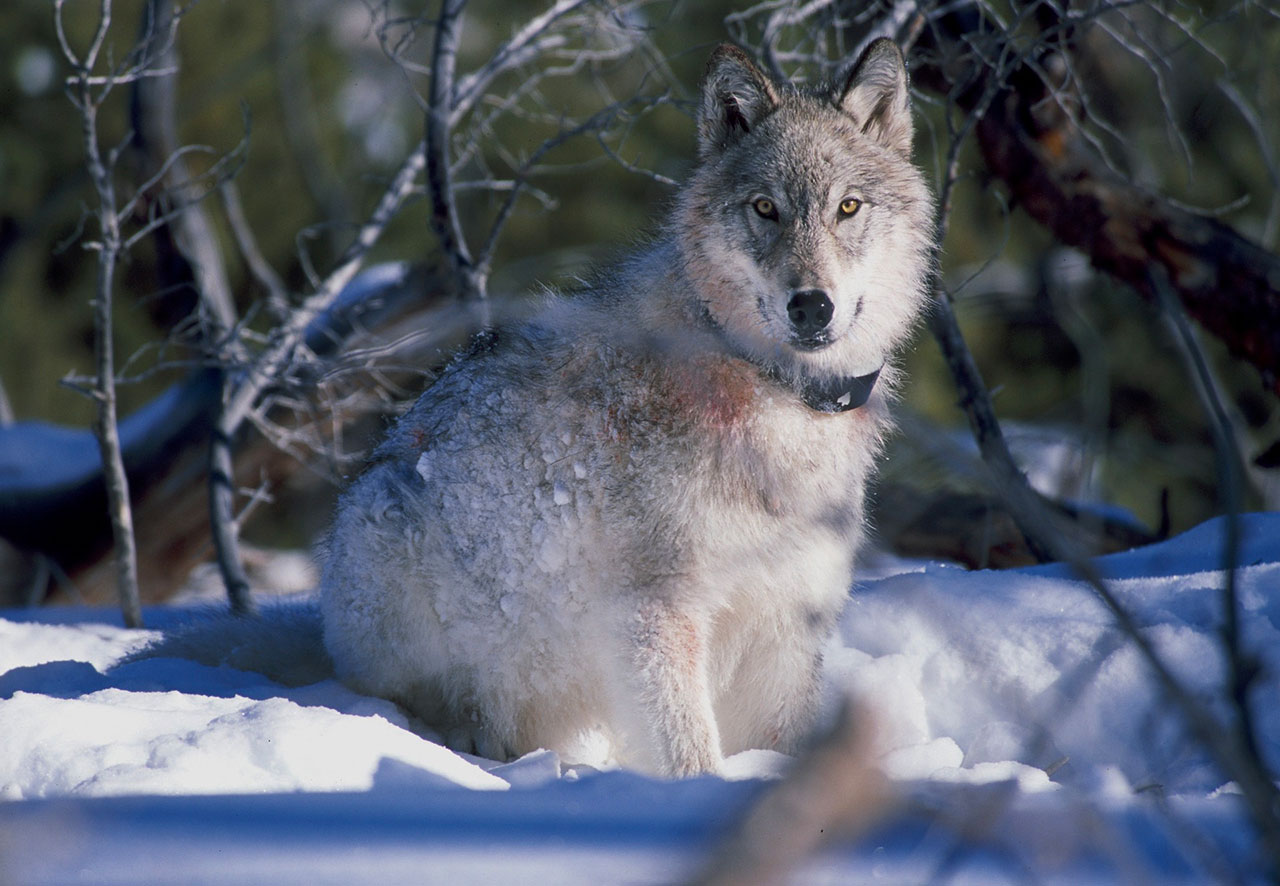 Avvistamento lupi Yellowstone National Park