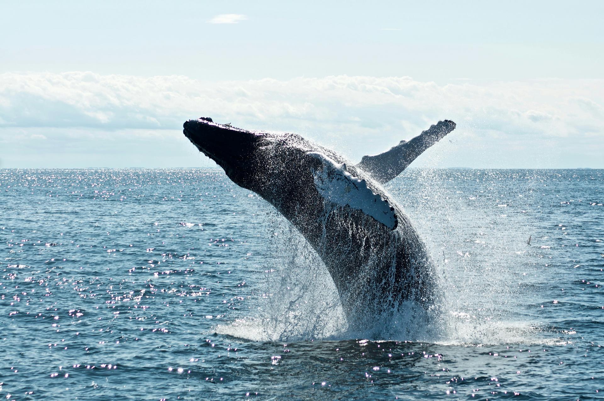 Maggio, tempo di whale watching! Si salpa da Boston per osservare le balene