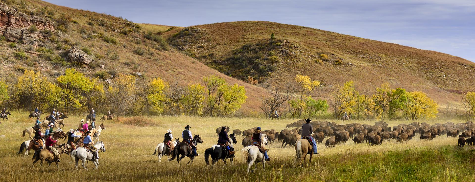 Al via il censimento di bisonti in South Dakota