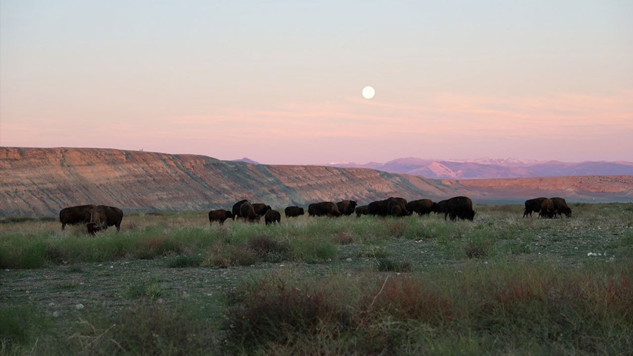 Il ritorno dei bisonti in Wyoming