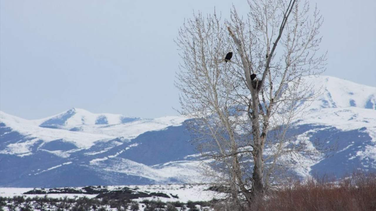 Avvistamento aquile nell'Idaho settentrionale